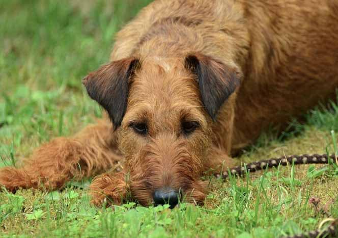 Hundekrankheiten Die häufigsten Krankheiten beim Hund Hunde Seite